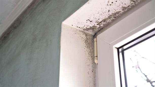Best Insurance-Related Mold Remediation in Maywood, NJ