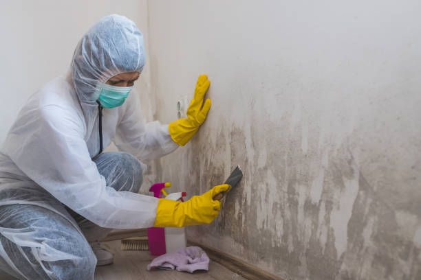 Best Industrial Mold Remediation in Maywood, NJ