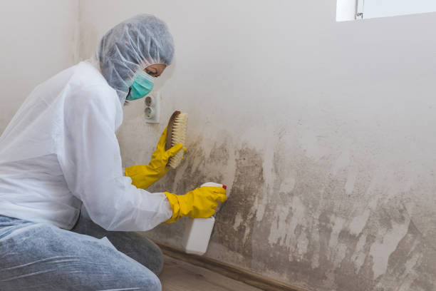 Best Crawl Space Mold Remediation in Maywood, NJ