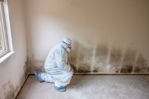 Professional Mold Remediation in Maywood, NJ