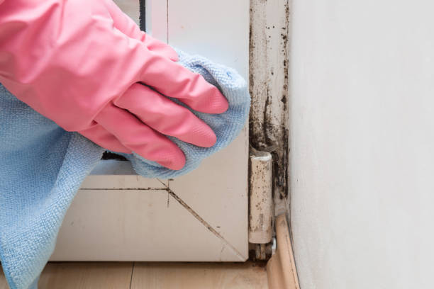 Best Bathroom Mold Remediation in Maywood, NJ